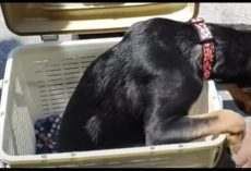 Basket Contained Dog With “Half Of A Body” That No One Wants, Sets Eyes On 1 Man