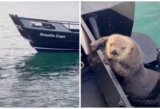 Otter Seeks Refuge On Man’s Boat As He Barely Escapes Jaws Of Killer Whale