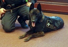 Officer Says His Final Goodbye & Mourns The Loss Of His Beloved K9 Partner