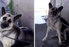 Abandoned Dog Was Trying To Sleep In A Canal, But They Sneaked Up On Her