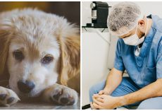 New Strain Of Illness On The Rise In Dogs & Veterinarians Are Worried