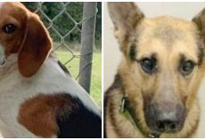 Two Juveniles Break Into Animal Sanctuary Twice & Steal Four Scared Dogs