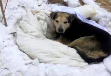 Dogs In Stray’s Pack Die Away One By One, The Last One Left Becomes All Alone