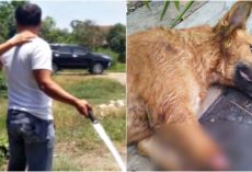 Mischievous Puppy Chewed Neighbor’s Shoes So He Grabs Sword To Pay Him A Lesson