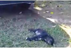 Unconscious Baby Motionless On Ground, Women Drew Close & Prayed He’s Alive