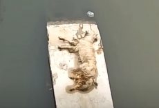 Man Finds Dog All Alone And Unable To Move At The Bottom Of River Canal