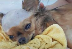 Shattered Dog Struck In Head Wants To Live Despite His Body Shutting Down