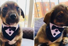 Shelter Puppy Got All Dressed Up In A Tuxedo For His New Family To Pick Him Up, But They Never Show Up
