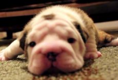 Bulldog Puppy Tries Walking For The First Time, Gets Frustrated And Whines