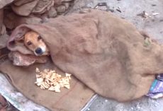 Stray Who Couldn’t Stand Found Dressed In Clothes Under A Blanket
