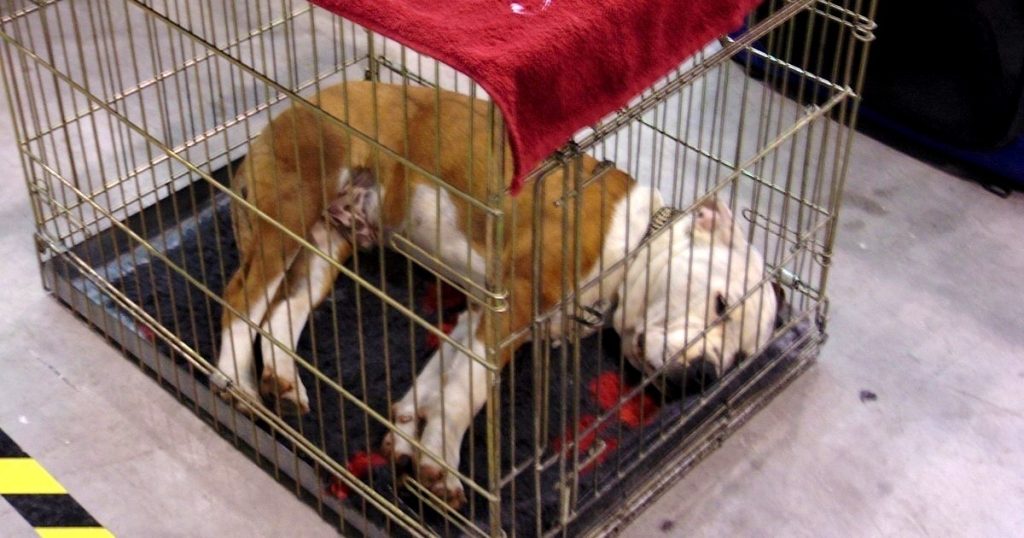 Instead Of Training Their Dog To Accept The Crate, They