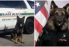 Police K9 Dons Handler’s Uniform For Photo ID, Wins Everyone Over With His Charm