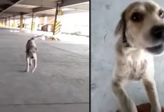 Lost Dog Cries Upon Seeing Dad Again After 3 Long Months Apart