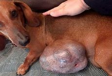 Dachshund’s Tumor Grew For 13 Years, But Her Owners Continued To Ignore It