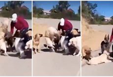 Dog Walker Receives Death Threats After She Was Caught Slamming Golden To Ground