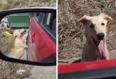 Homeless Dog Approaches Stranger’s Car In Hopes Of Being Rescued