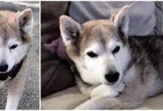 Family’s Dog Is Euthanized After Officers Mistook It For A ‘Coyote In Distress’