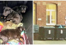 7 Terrified, Sickly Pups Stuffed Into Plastic Bin & Tossed On Side Of Road