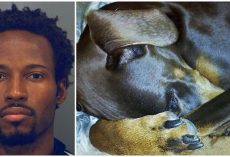 Doberman Buried His Head As Hateful Human Cracked Every Rib In His Quivering Body