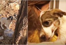 Baby Wept In Pain After Owner Left Her In Woods, Embraced Only Person Who Cared