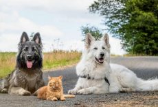 Adorable Kitten Rescued by Two Dogs Now Thinks It’s a Dog Too