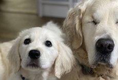 Blind Dog Gets His Own Guide Dog! Puppy Helps Ailing Golden Retriever Find His Way On Walks