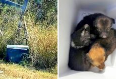 Man Spots A Discarded Cooler In Middle Of Nowhere, Opens It And Finds 3 Puppies
