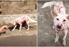 Sickly Street Puppy Neared Woman, Pleaded To Be Rescued Then Was Gone