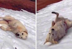Dog Figures Out How To Slide Down A Snowy Hillside, And There’s No Stopping Him