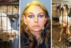 Animal Rescuer Was Running “House Of Horrors”, Kept Dozens Of Animals In Misery