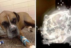 Owner Uses Dog For Shooting Practice, Then Throws The Dog Away On The Roadside