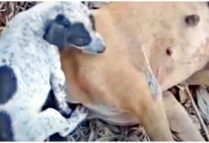 Emotional Baby Caressed Mom For The Last Time Before Leaving Her Forever