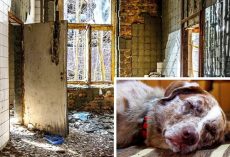 Owners Lock Dog In Tiny Metal Cage And Leave Him In Filthy Apartment For Weeks