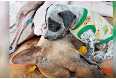 Grieving Puppy Won’t Leave Lifeless Mom Even As He Says His Last Goodbyes