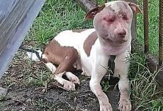 Her Days Were Numbered As She Helplessly Roamed Streets With Severely Swollen Face
