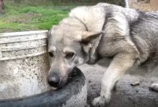 Depressed ‘Backyard Dog’ Sat In The Mud So Lonely On The End Of That Chain