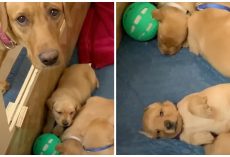 Mama Dog Doesn’t Understand How Come New Pups Aren’t Able To Play Ball With Her