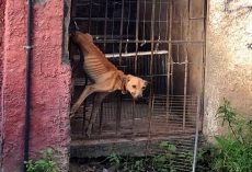 Rich Family Left Their Dog Hanging From Back Door & Starved Him For A Month