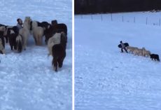 Mini Horses Follow Little Boy Up The Hill To Join Him In Sled Riding