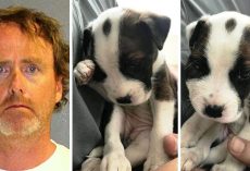 Man “Disciplines” Puppy By Bashing Puppy’s Head Against Wall With Massive Force