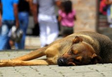 Psycho Animal Abuser Gets Caught Red-Handed Beating A Stray Dog Like A Savage