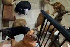 Man Opens His Home To 300 Homeless Dogs Who Were Stuck Outside During Hurricane