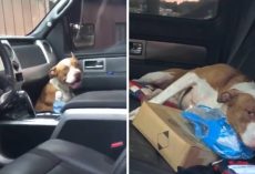 Stray Dog Jumped Into A Truck And Didn’t Get Out Until He Was Adopted