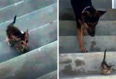 Dog Goes Above And Beyond For Little Kitten Who Was Without A Mother Of Her Own