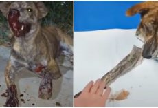 Wounded Stray Overlooked Till Sundown Thanks The Only Person Who Cared To Stop
