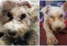 Pup Gets Leg Amputated After Hateful Human Tied Him Outside In Freezing Temps
