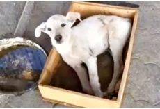 Countless Folks Passed By Dog In Box & Did Nothing But Fill A Tray With Water