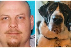 Cruel Owner Causes Dog Extreme Harm After Amputating His Leg With A Power Tool