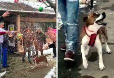Shelter Gives Pit Bull A Grand Farewell After She Spent 500 Days Being Rejected