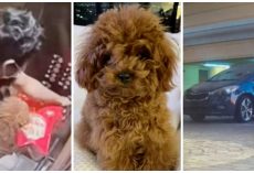 GrubHub Delivery Guy Drops Off Pizza & Dognaps Man’s Teacup Poodle